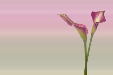 Calla