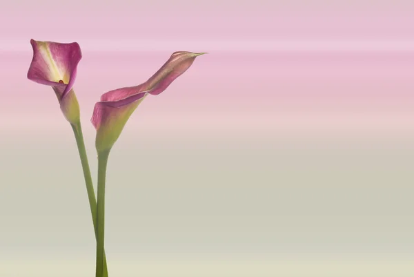 Calla