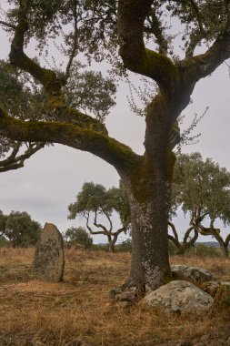 Portekiz Divor Barajı 'ndaki güzel Alentejo doğa manzarasına sonbaharda mantar ağaçları düşer.