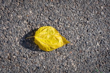 Asfaltta sarı bir izin resmi var.