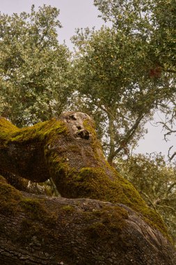 Portekiz Divor Barajı 'ndaki güzel Alentejo doğa manzarasına sonbaharda mantar ağaçları düşer.