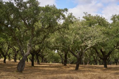 Portekiz Divor Barajı 'ndaki güzel Alentejo doğa manzarasına sonbaharda mantar ağaçları düşer.