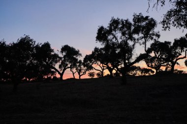 Mantar ağaçları sonbaharda Portekiz 'in siluetinde kırsal alanda güzel Alentejo doğa manzarasına düşer.