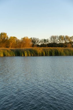 Golden wheat on the lake beautiful nature sunrise landscape with blue sky on the background