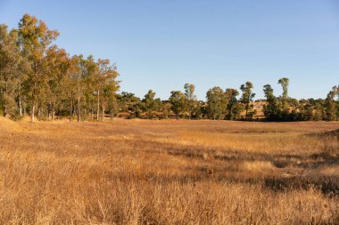 Eucalyptus trees landscape with wheat on a sunny golden day, in Spain
