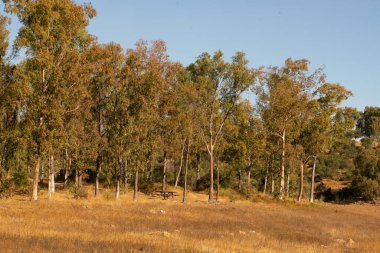 Eucalyptus trees landscape with wheat on a sunny golden day, in Spain