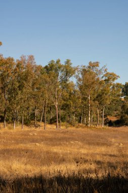 Eucalyptus trees landscape with wheat on a sunny golden day, in Spain