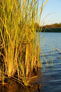 Golden wheat close up on the lake beautiful nature sunrise landscape with blue sky on the background