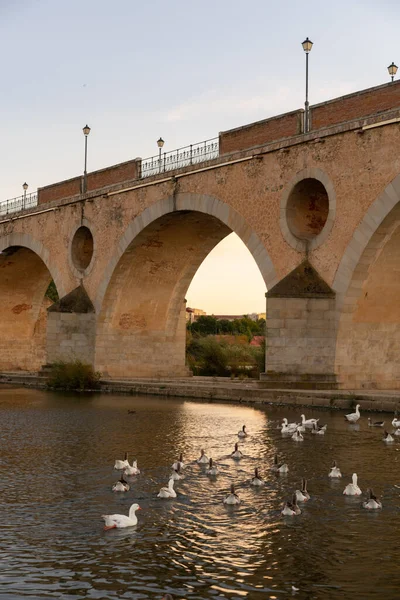 Badajoz Palmas Bridge Sunset Ducks Guadiana River Spain — Stock fotografie