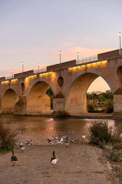 Badajoz Palmas Bridge Sunset Ducks Guadiana River Spain — Stock fotografie