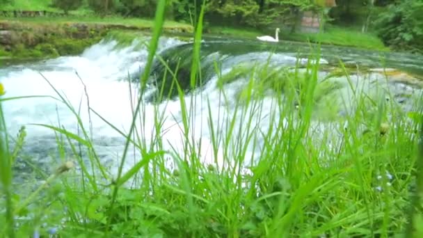 Лебедь у водопада — стоковое видео