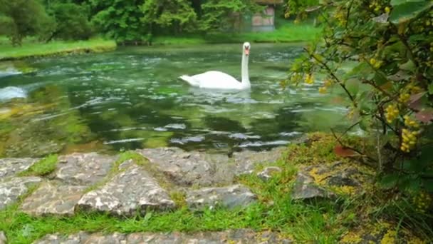 Лебедине біля водоспаду — стокове відео