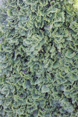 Güneşte kalan yemyeşil ağacın yakın çekim kompozisyonu