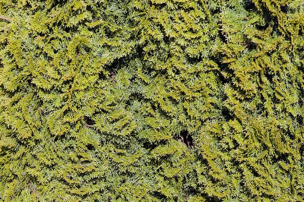 Nahaufnahme Komposition Von Immergrünen Baum Auf Der Sonne — Stockfoto