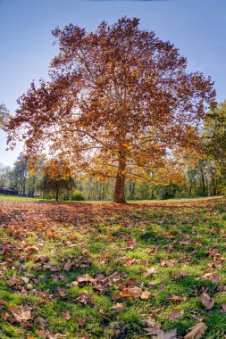 Erken sonbahar gün zaman parkta ağacı üzerinde Manzaralı