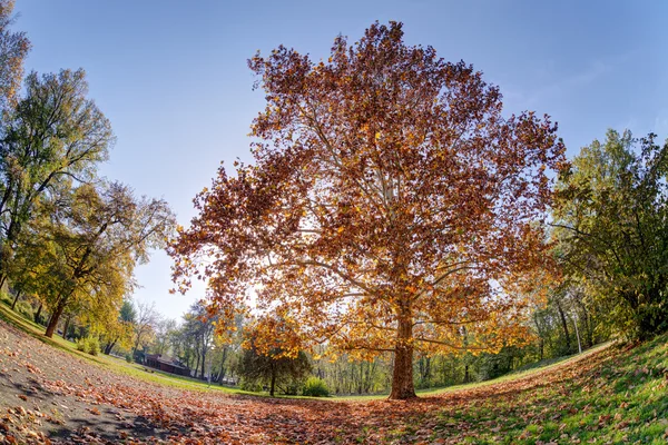 Principios de otoño en el parque — Foto de Stock