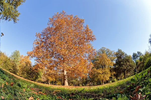 Frühherbst im Park — Stockfoto