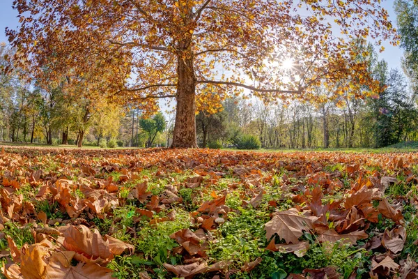 Otoño colorido en el parque — Foto de Stock