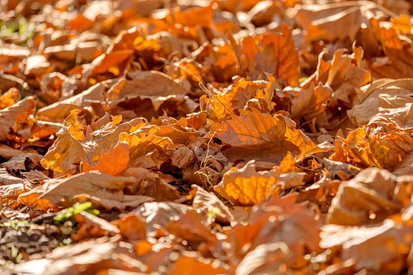 Cadute foglie autunnali — Foto Stock