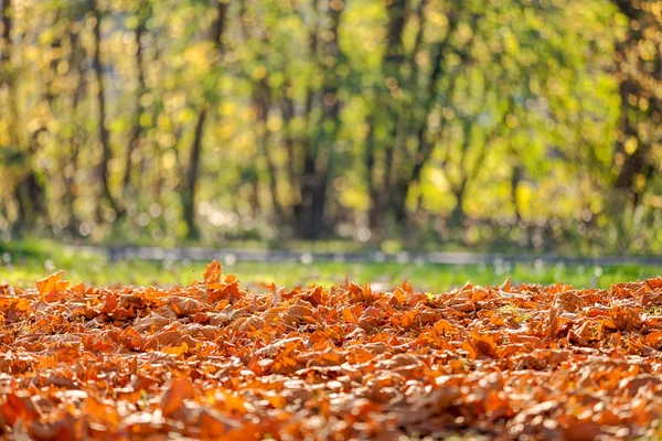 Kleurrijke herfst in het park — Stockfoto