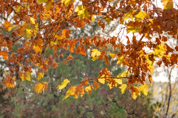 Début automne dans le parc — Photo