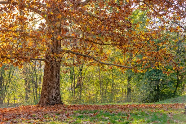 Tidig höst i parken — Stockfoto