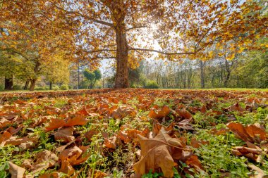 Park Manzaralı düşen yapraklar üzerinde renkli sonbahar 