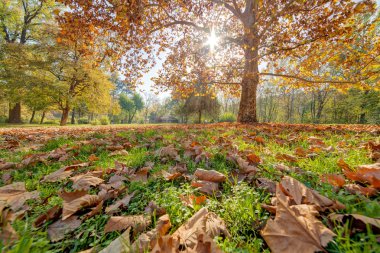 Park Manzaralı düşen yapraklar üzerinde renkli sonbahar 