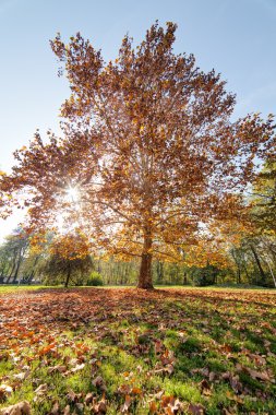Erken sonbahar gün zaman parkta ağacı üzerinde Manzaralı