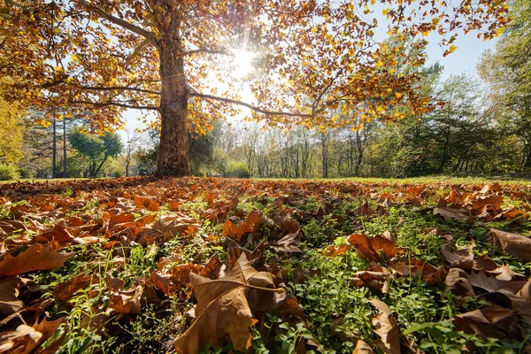 Färgglad Höst Park Med Utsikt Över Fallna Löv — Stockfoto