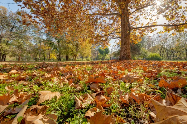 Colorido Otoño Parque Con Vista Las Hojas Caídas — Foto de Stock