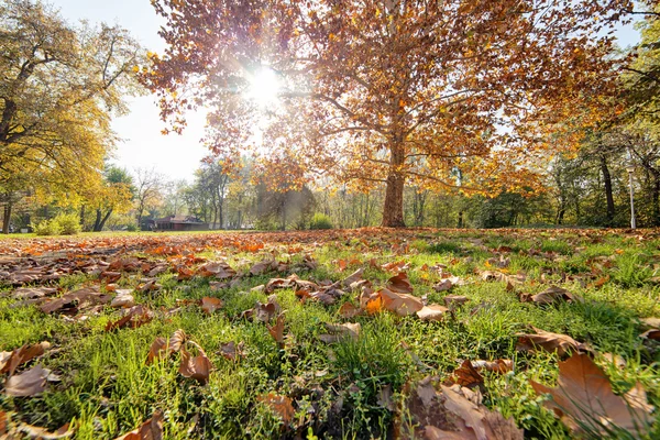 Färgglad Höst Park Med Utsikt Över Fallna Löv — Stockfoto