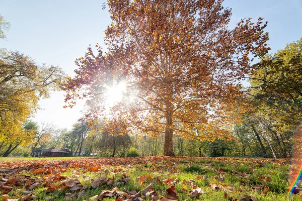 Principios Otoño Parque Con Vista Árbol Durante Día — Foto de Stock