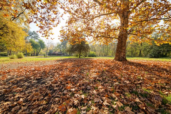 Colorido Otoño Parque Con Vista Las Hojas Caídas — Foto de Stock