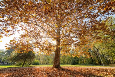 Park Manzaralı ağaç ve onun yaprakları, güneşli bir gün erken sonbahar