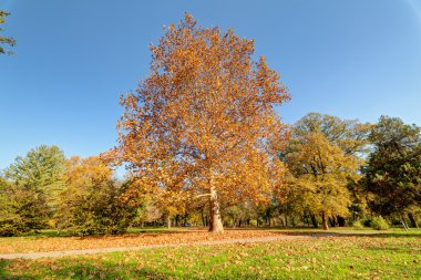 Park Manzaralı ağaç ve onun yaprakları, güneşli bir gün erken sonbahar