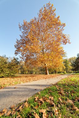 Park Manzaralı düşen yapraklar üzerinde renkli sonbahar 