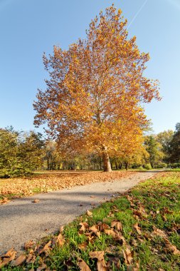 Park Manzaralı düşen yapraklar üzerinde renkli sonbahar 