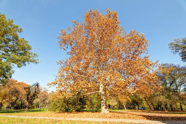 Principios Otoño Parque Con Vista Árbol Sus Hojas Día Soleado — Foto de Stock