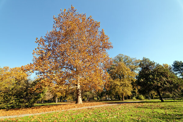 Early autumn in the park with view on tree and his leaves, sunny day