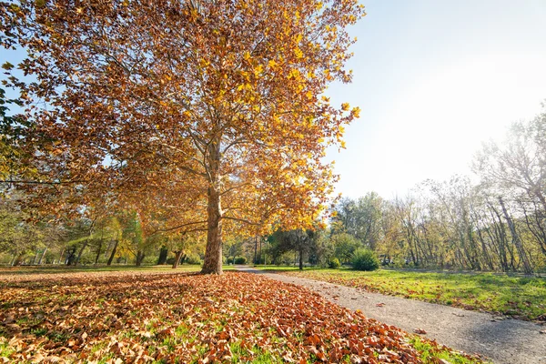 Färgglad Höst Park Med Utsikt Över Fallna Löv — Stockfoto