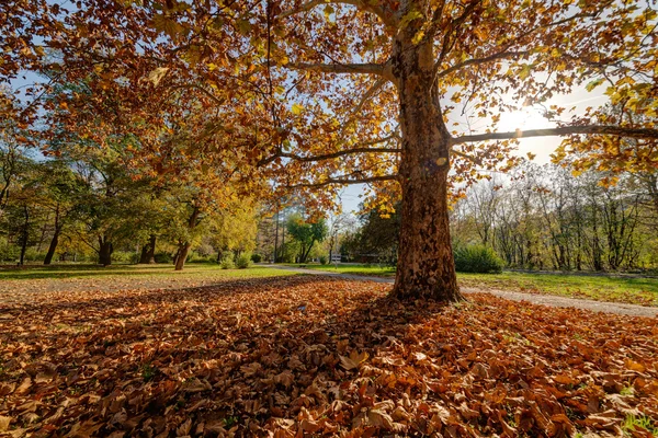 Färgglad höst i parken — Stockfoto