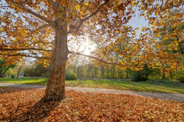 Erken sonbahar gün zaman parkta ağacı üzerinde Manzaralı
