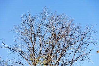  Sonbahar ağaç dalları üzerinde 