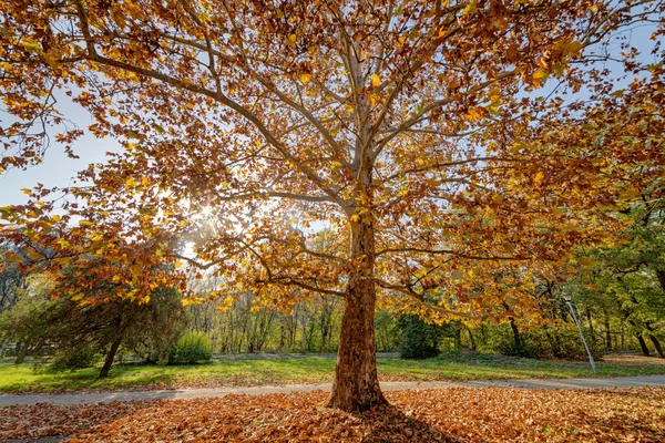 Principios Otoño Parque Con Vista Árbol Durante Día — Foto de Stock