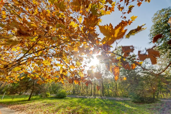 Principios de otoño en el parque — Foto de Stock