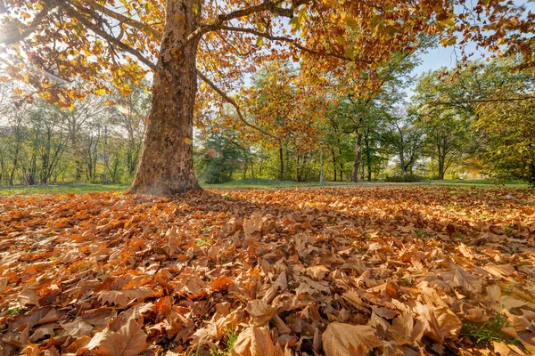 Otoño colorido en el parque — Foto de Stock