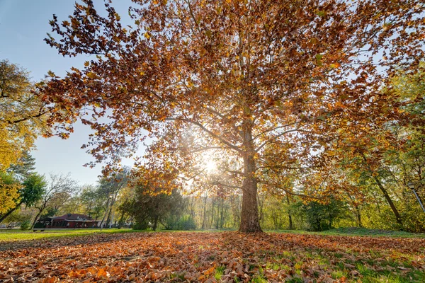 Principios de otoño en el parque — Foto de Stock