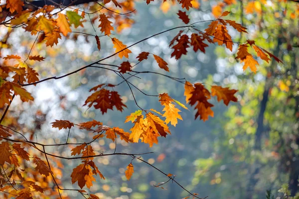 Early autumn in the park — Stockfoto