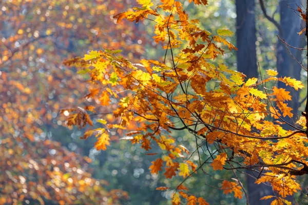 Early autumn in the park — Stockfoto